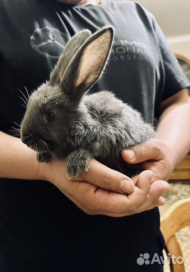 Декоративные кролики