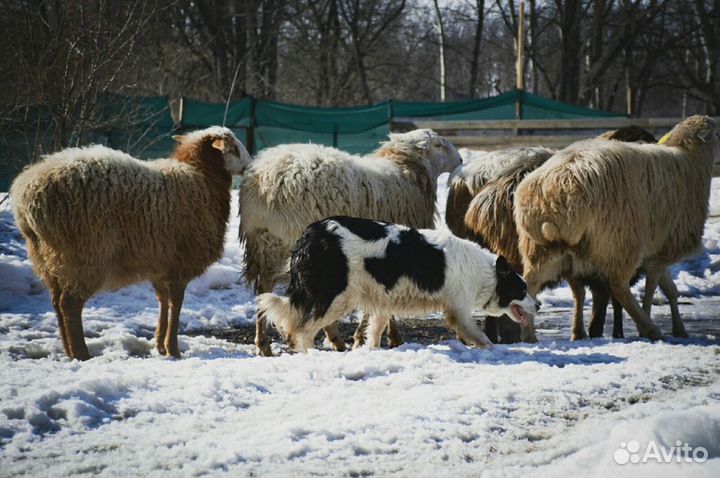 Бордер колли пастух