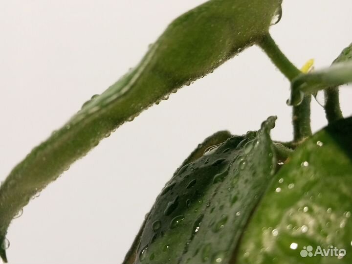 Хойя виллоза