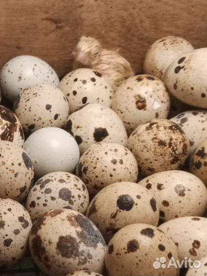 Корм для хищников