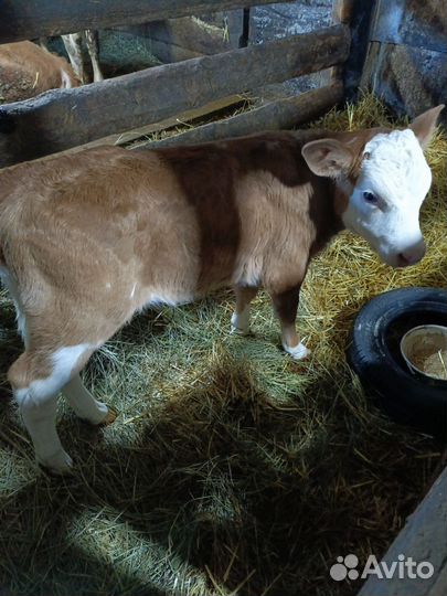 Домашние животные