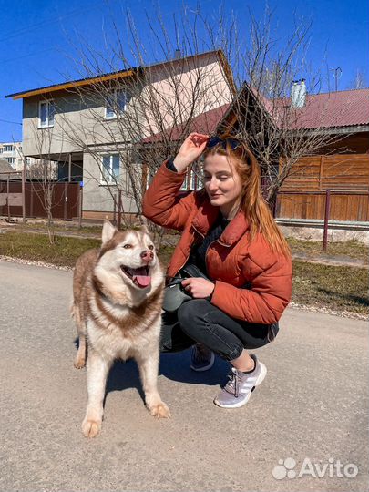 Выгул собак, уход