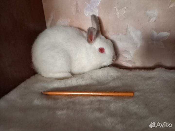 Карликовые кролики