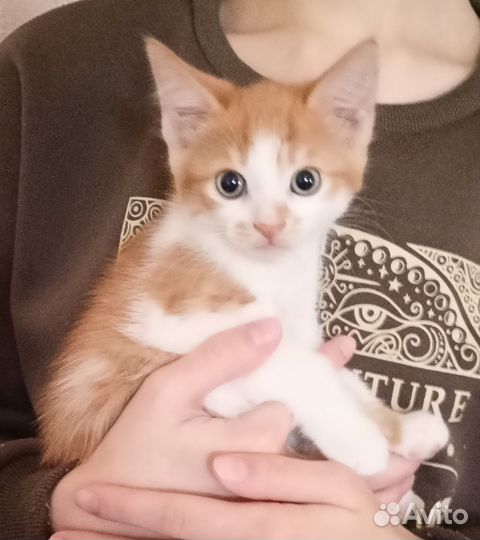 Котенок в дар