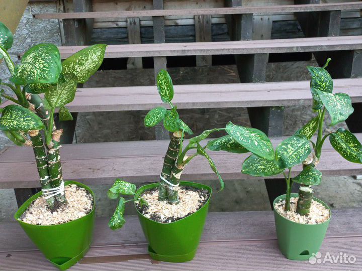 Диффенбахия