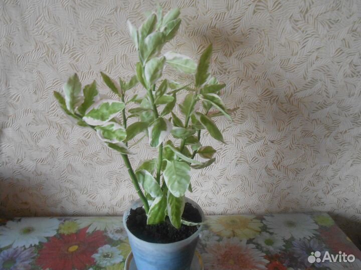 Педилантус