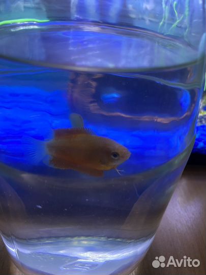 Аквариумные рыбки