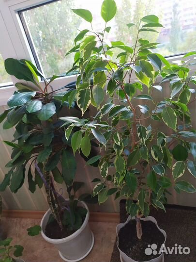 Комнатные растения