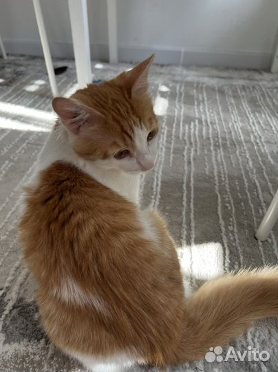 Чудо кот