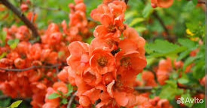 Айва японская саженцы