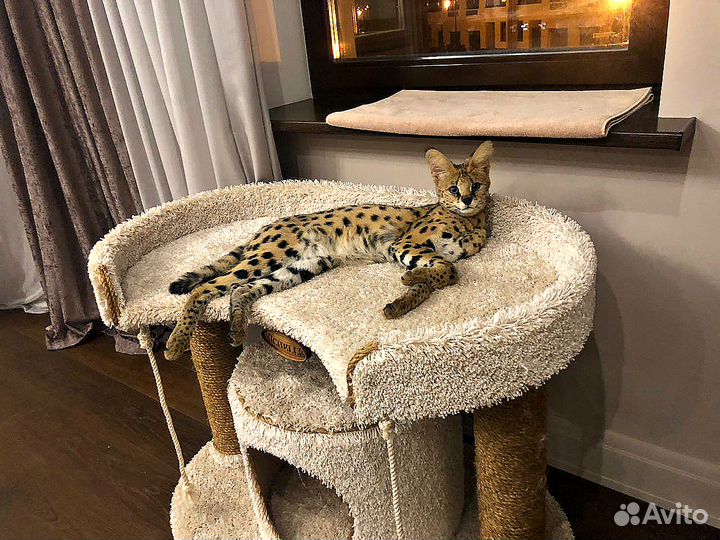 Домик для кошки