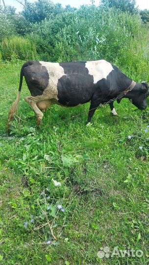 Корова стельная дойная