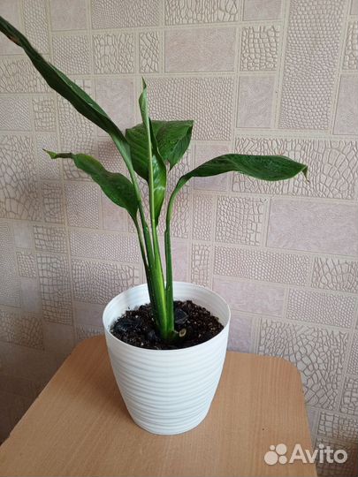 Комнатные цветы