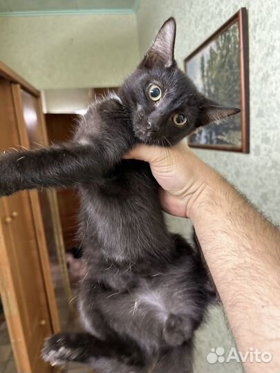 Удивительные милашки