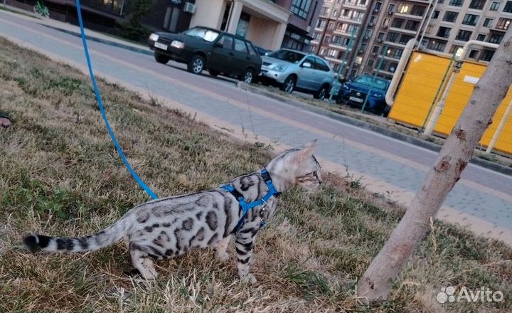 Бенгальские котята, леопардики