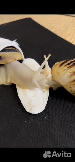 Улитки ахатины ретикулята большие