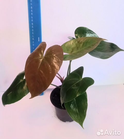 Антуриум Андре красный