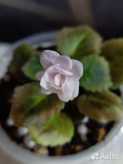 Фиалки мини трейлеры