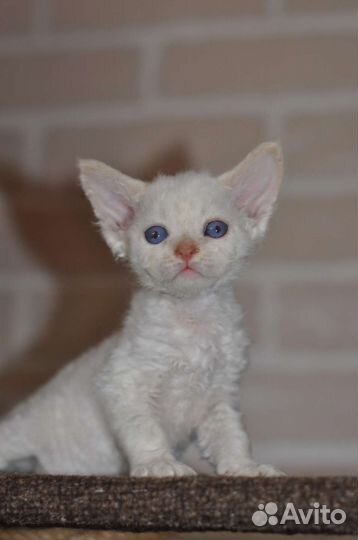 Девон-рекс малыши