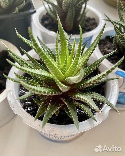 Хавортия жемчужная