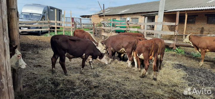 Казвхские белоголовые