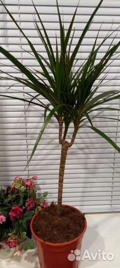 Драцена маргината