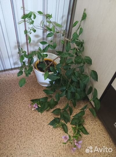 Бугенвиллия