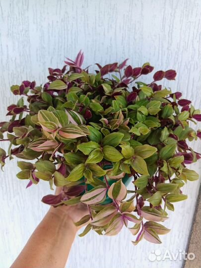 Традескации