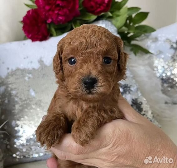 Мальтипушки