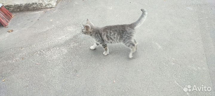 Котёнок девочка на улице