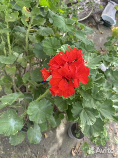 Пеларгония/ герань голландский сорт королевский