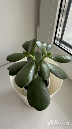 Крассула / толстянка / денежное дерево