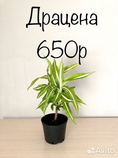 Комнатные цветы