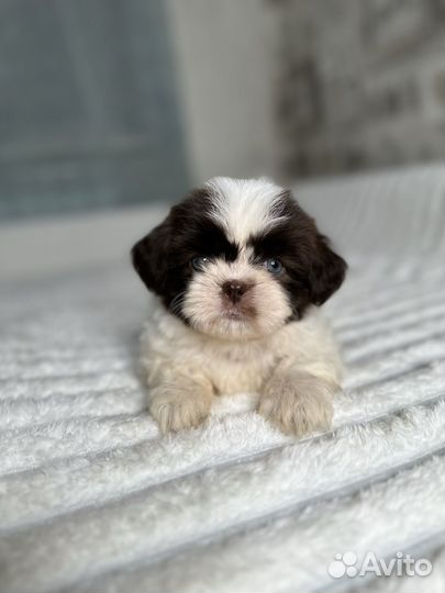 Ши-тцу редкий окрас шоколад