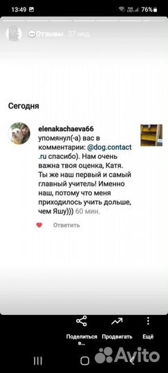 Дрессировка собак передержка собак кинолог