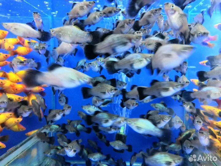 Пецилии Аквариумные живородящие рыбки