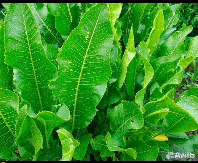 Листья хрена