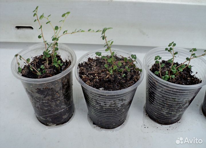 Солейролия, ростки