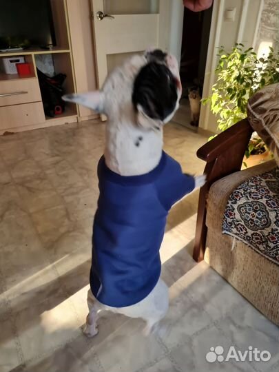 Худи для собак