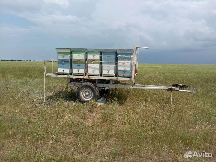 Продается пасека