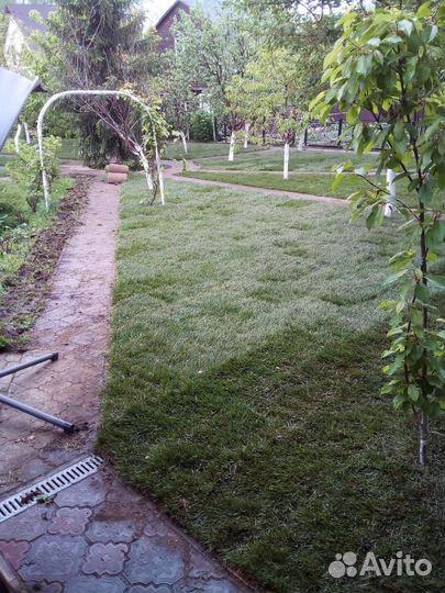 Рулонный газон под ключ