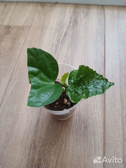 Гибискус сортовой Taiwan Super Storm