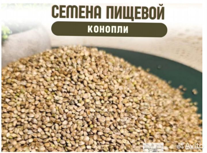 Пищевая конопля семена новые