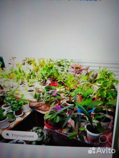 Комнатные растения