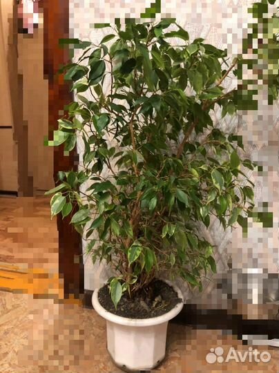 Фикус Бенджамина