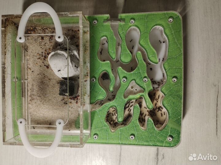 Муравьиная ферма Ant Planet с муравьями