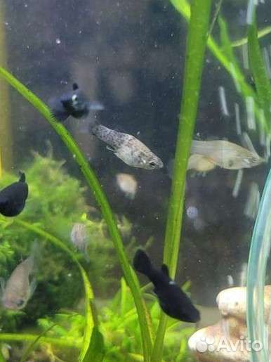 Гуппи чистая линия, Моллинезия чёрная, калико