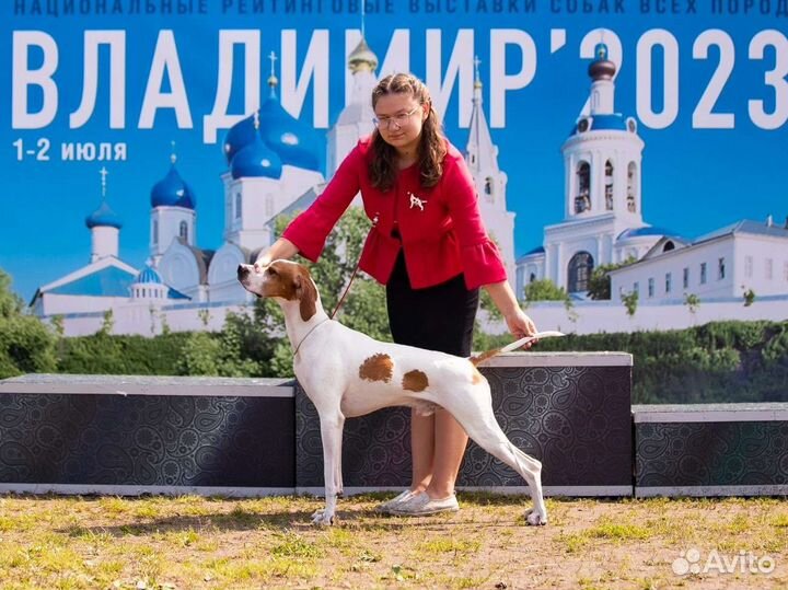 Хендлер / подготовка собак к выставке / хендлинг