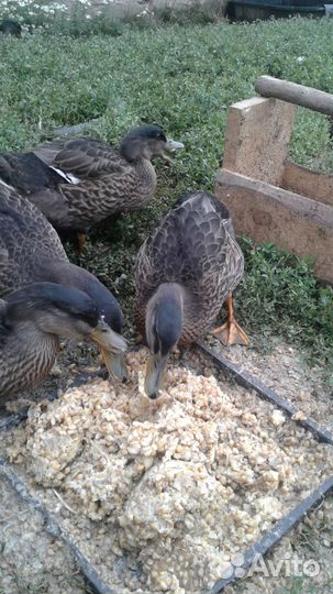 Утки подсадные для охоты