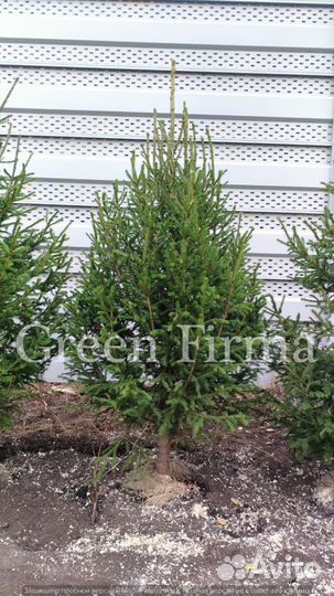 Ель сибирская, саженцы от 1 м